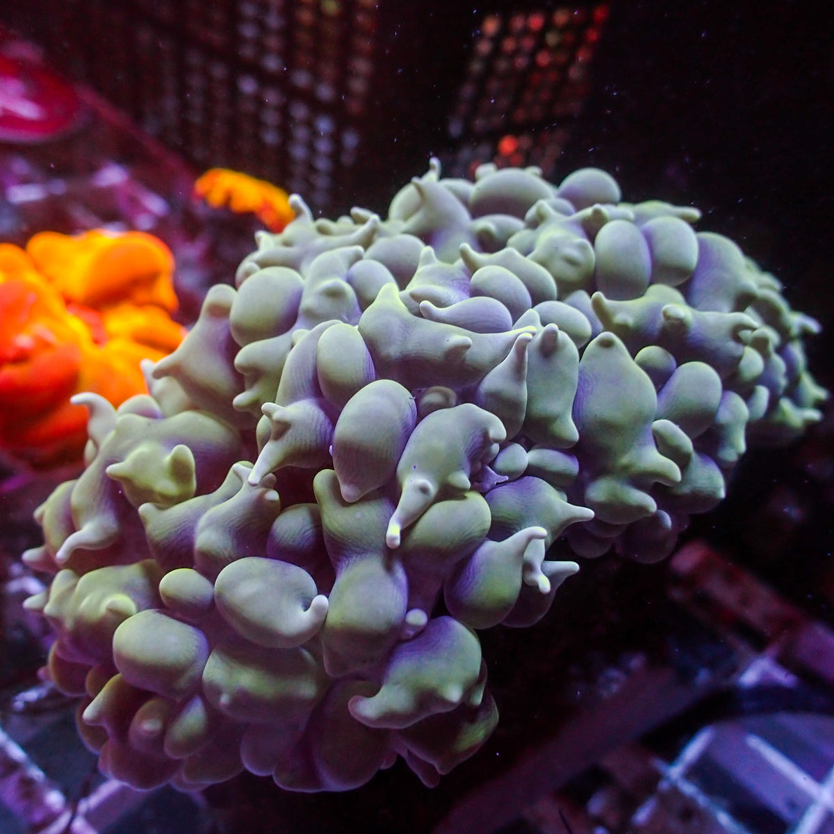WYSIWYG Teal Green Pearl Bubble Coral (3-4") - Corals Anonymous