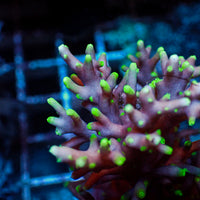 Pacman Acropora (1” Frag)
