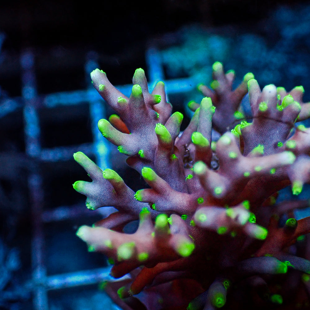 Pacman Acropora (1” Frag)