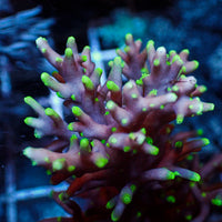 Pacman Acropora (1” Frag)
