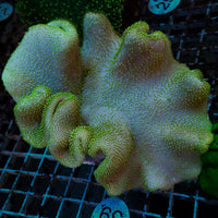 WYSIWYG XL Neon Green Polyp Toadstool Leather (4-5")