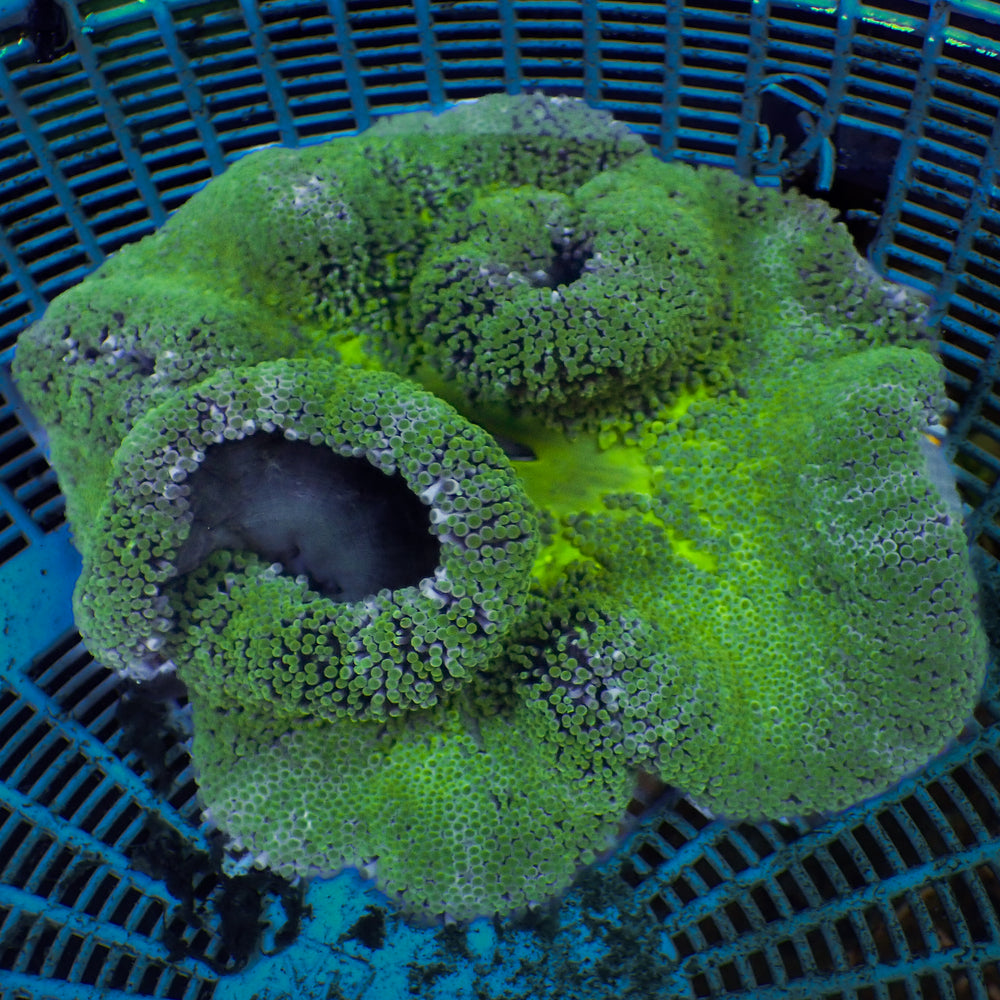 WYSIWYG Lemon Lime Haddoni Carpet Anemone (5-7”)