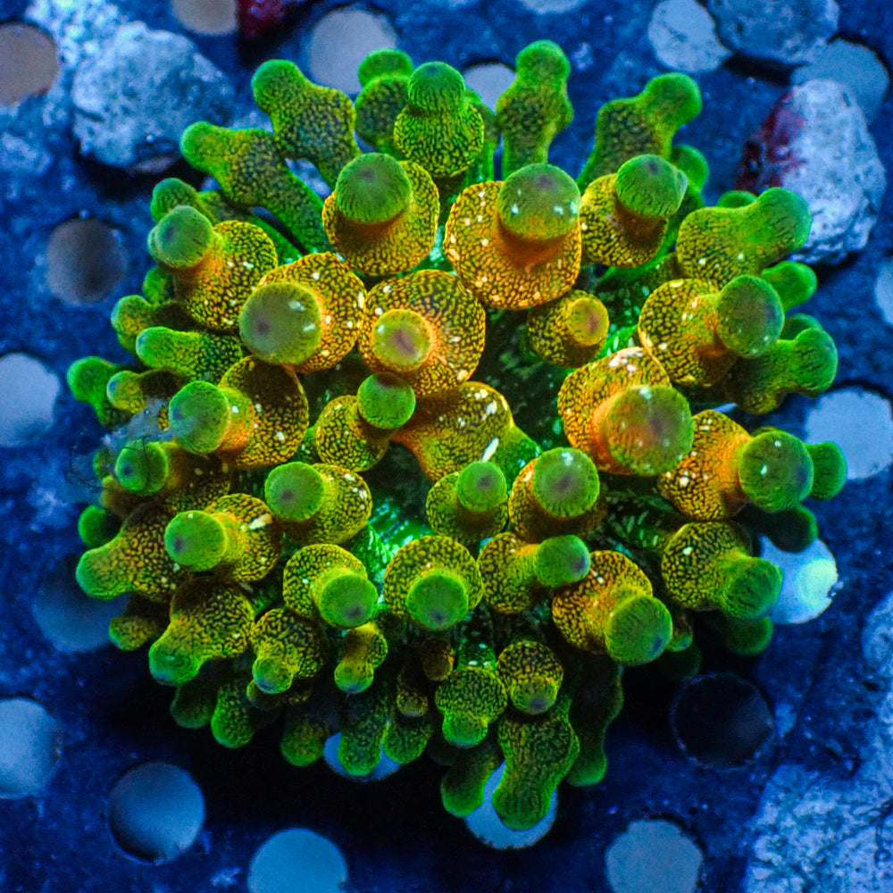 CA Acid Drop Bubble Tip Anemone