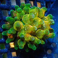 CA Acid Drop Bubble Tip Anemone
