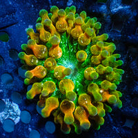 CA Acid Drop Bubble Tip Anemone
