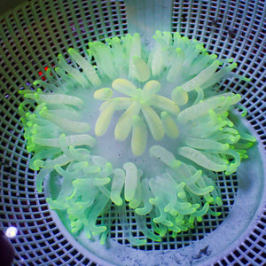 WYSIWYG Electric Shock Long Tentacle Anemone (4-5”)