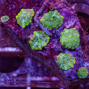 WYSIWYG Green Nebula Discosoma Mushroom Colony (7 Polyp)