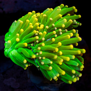 WYSIWYG Peach Tip Green Torch Colony (3 Polyps)