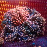 WYSIWYG XL Ultra Strawberry Bomb Bubble Tip Anemone (6-9”, Rare)