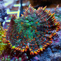 Ultra Malibu Fire Rhodactis Mushroom