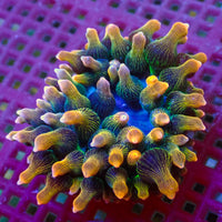 WYSIWYG Pacific Sunburst Bubble Tip Anemone (2-3”, Rare)