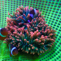 WYSIWYG Passionfruit Mania Rainbow Bubble Tip Anemone (2-3")