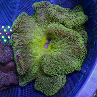 WYSIWYG Viridian Green Gigantea Carpet Anemone (9-11")