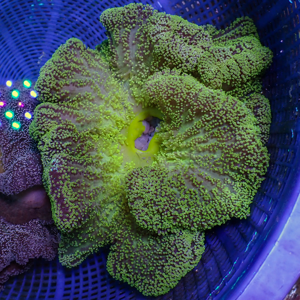 WYSIWYG Viridian Green Gigantea Carpet Anemone (9-11