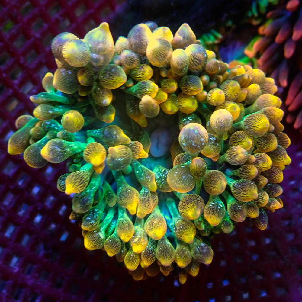 WYSIWYG Pacific Sunburst Bubble Tip Anemone (3-5”, Rare)
