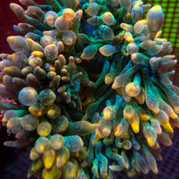 WYSIWYG Large Pacific Sunburst Bubble Tip Anemone (5-7”, Rare)