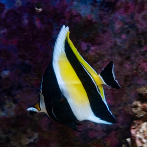 WYSIWYG Moorish Idol (3-4")