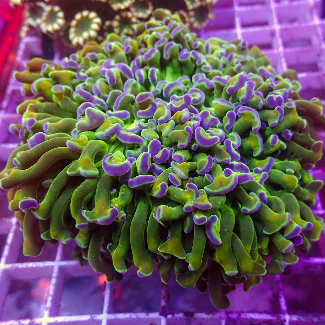 WYSIWYG Blue Tip Green Stem Wall Hammer (4-5") - Corals Anonymous