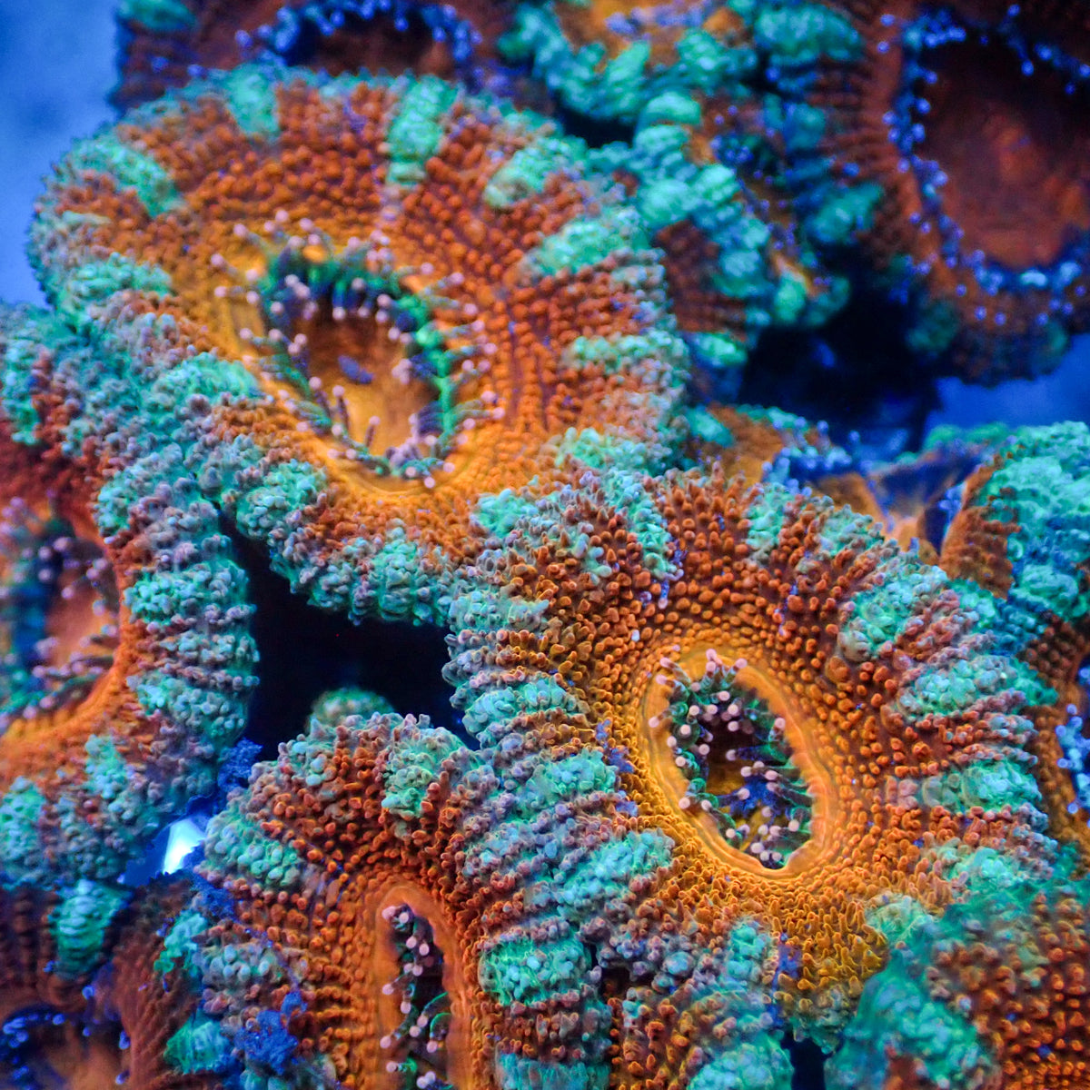 Fire and Ice Acans (2-3 Polyps) - Corals Anonymous