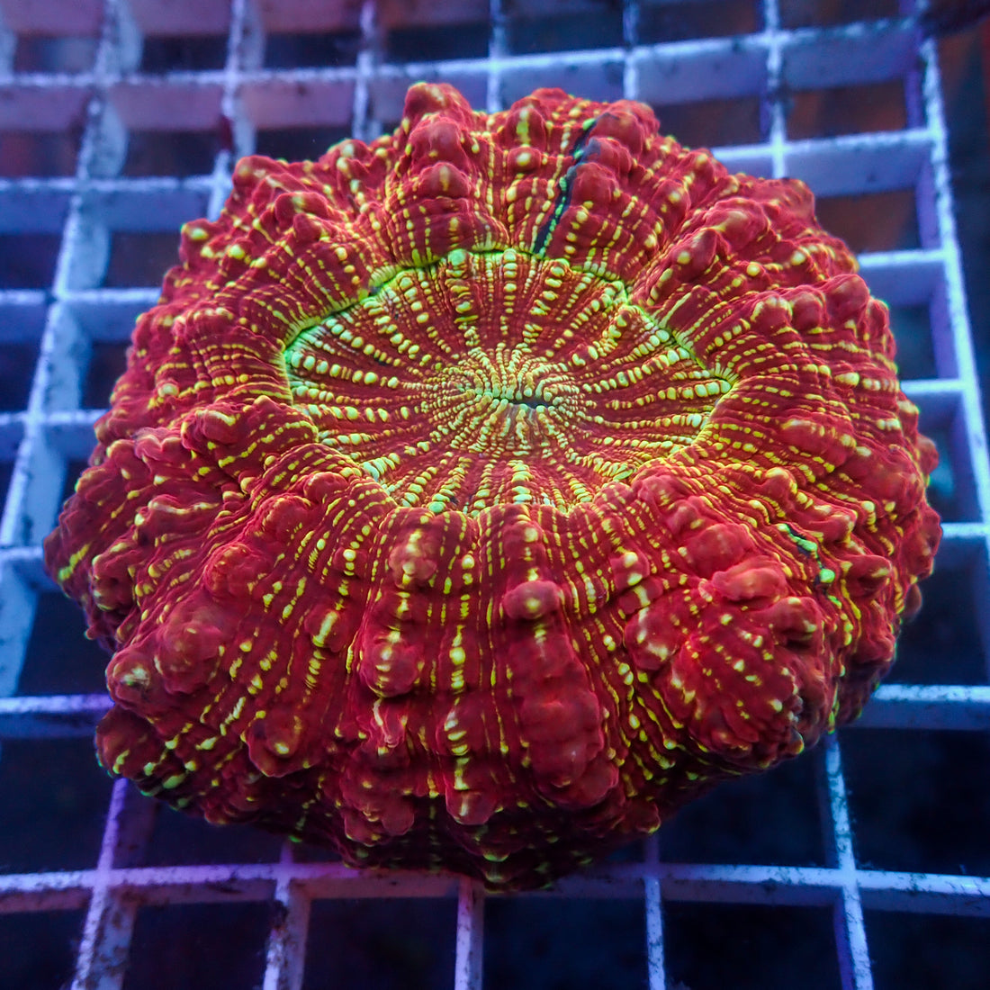 WYSIWYG Ultra Rainbow Trojan Pride Acanthophyllia (3-4") - Corals Anonymous