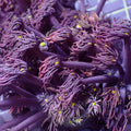 Multicolor Twilight Dream Goniopora (0.5-1” Frag) - Corals Anonymous