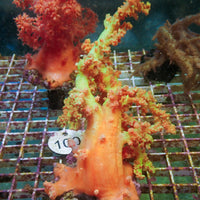 WYSIWYG Large Strawberry Lemonade Silk Soft Coral Colony (4-5")