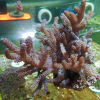 WYSIWYG Cladiella Soft Coral Colony (4-6")