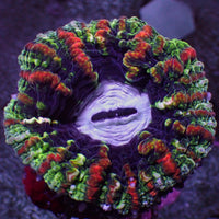 WYSIWYG Ultra Rainbow Roads Cynarina (2-3") (W82)
