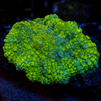 WYSIWYG Large Toxic Gold Rhodactis Mushroom (2-2.5")