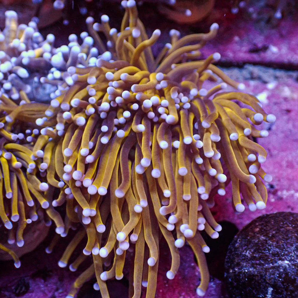 WYSIWYG CA 24k Gold Indo Torch Colony (3 Polyps)
