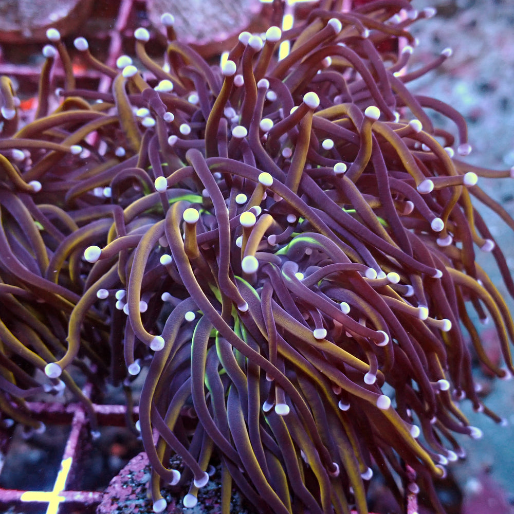 WYSIWYG NY Knicks Torch Colony (4 Polyps)