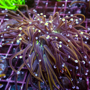 WYSIWYG NY Knicks Torch Colony (4 Polyps)