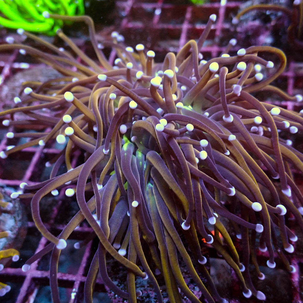 WYSIWYG NY Knicks Torch Colony (4 Polyps)