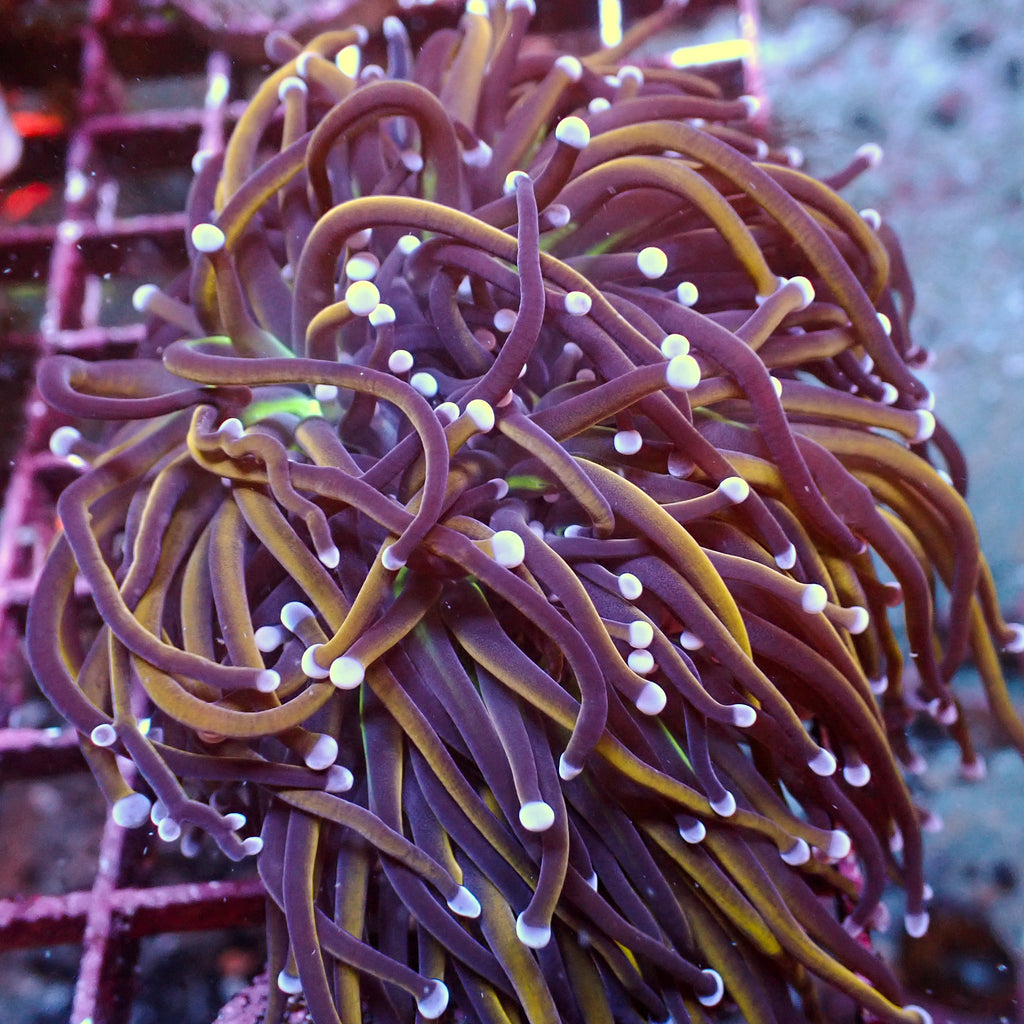 WYSIWYG NY Knicks Torch Colony (4 Polyps) - Corals Anonymous