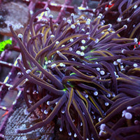 WYSIWYG NY Knicks Torch Colony (4 Polyps)