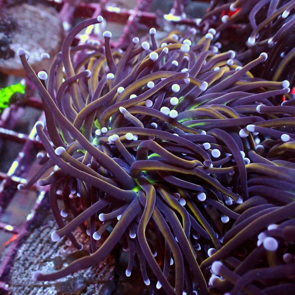 WYSIWYG NY Knicks Torch Colony (4 Polyps)