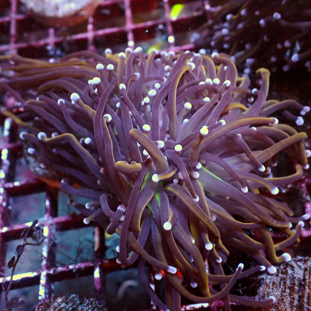WYSIWYG NY Knicks Torch Colony (4 Polyps)