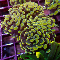 WYSIWYG Golden Rainbow Branching Hammer Colony (4 Polyps)