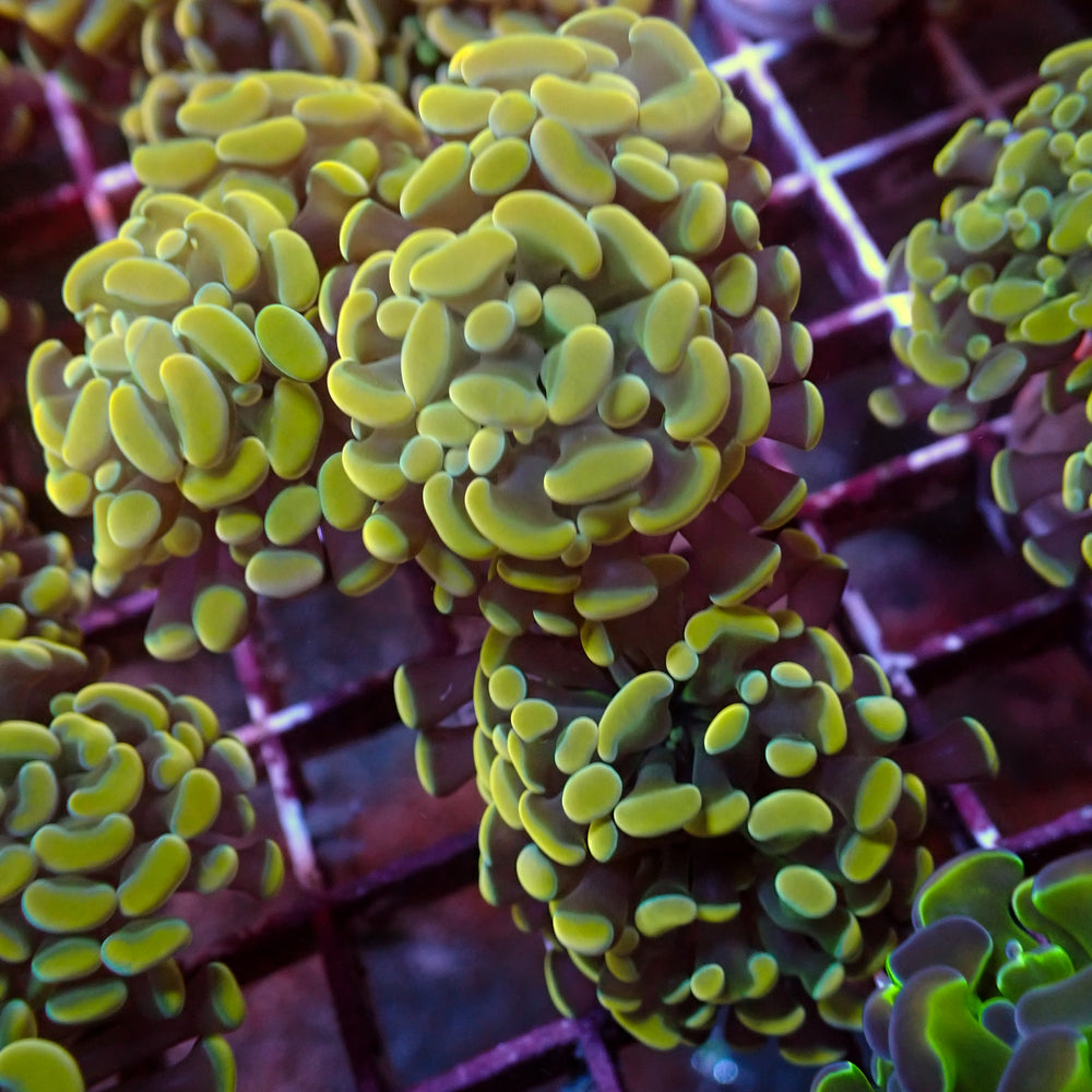 WYSIWYG Golden Rainbow Branching Hammer Colony (5 Polyps)
