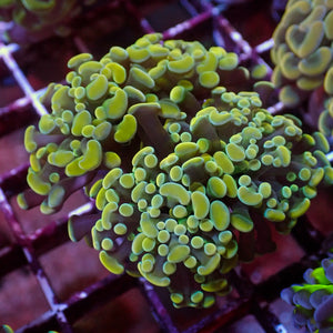 WYSIWYG Golden Rainbow Branching Hammer Colony (4 Polyps)