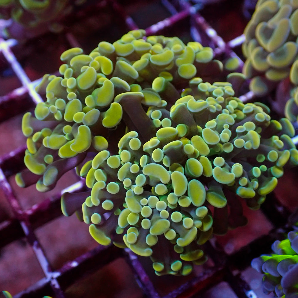 WYSIWYG Golden Rainbow Branching Hammer Colony (4 Polyps)
