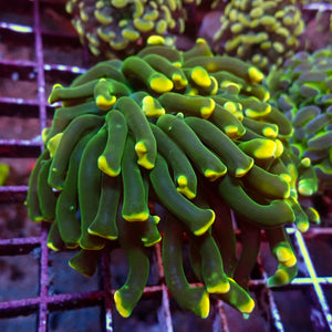 WYSIWYG Long Tentacle Golden Tip Branching Hammer (1 Polyp)