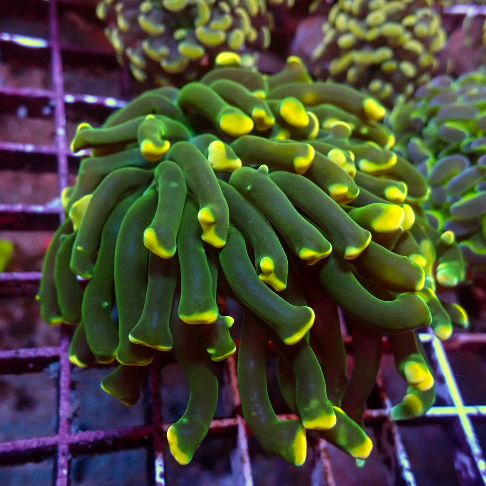WYSIWYG Long Tentacle Golden Tip Branching Hammer (1 Polyp)