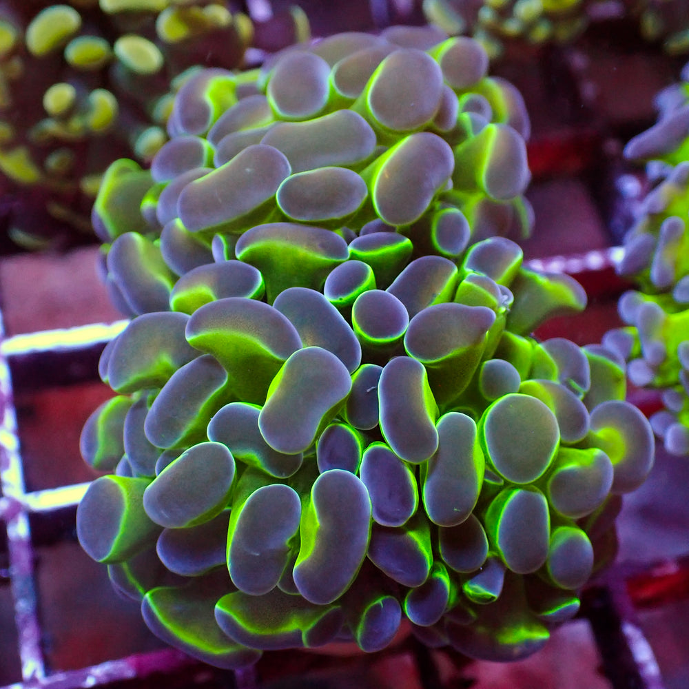 WYSIWYG Purple Tip Hammer Colony (3 Polyps) - Corals Anonymous