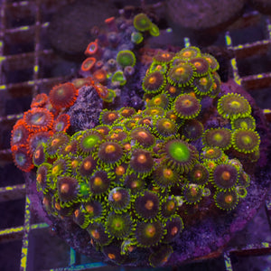 WYSIWYG Rainbow Zoa Combo Colony