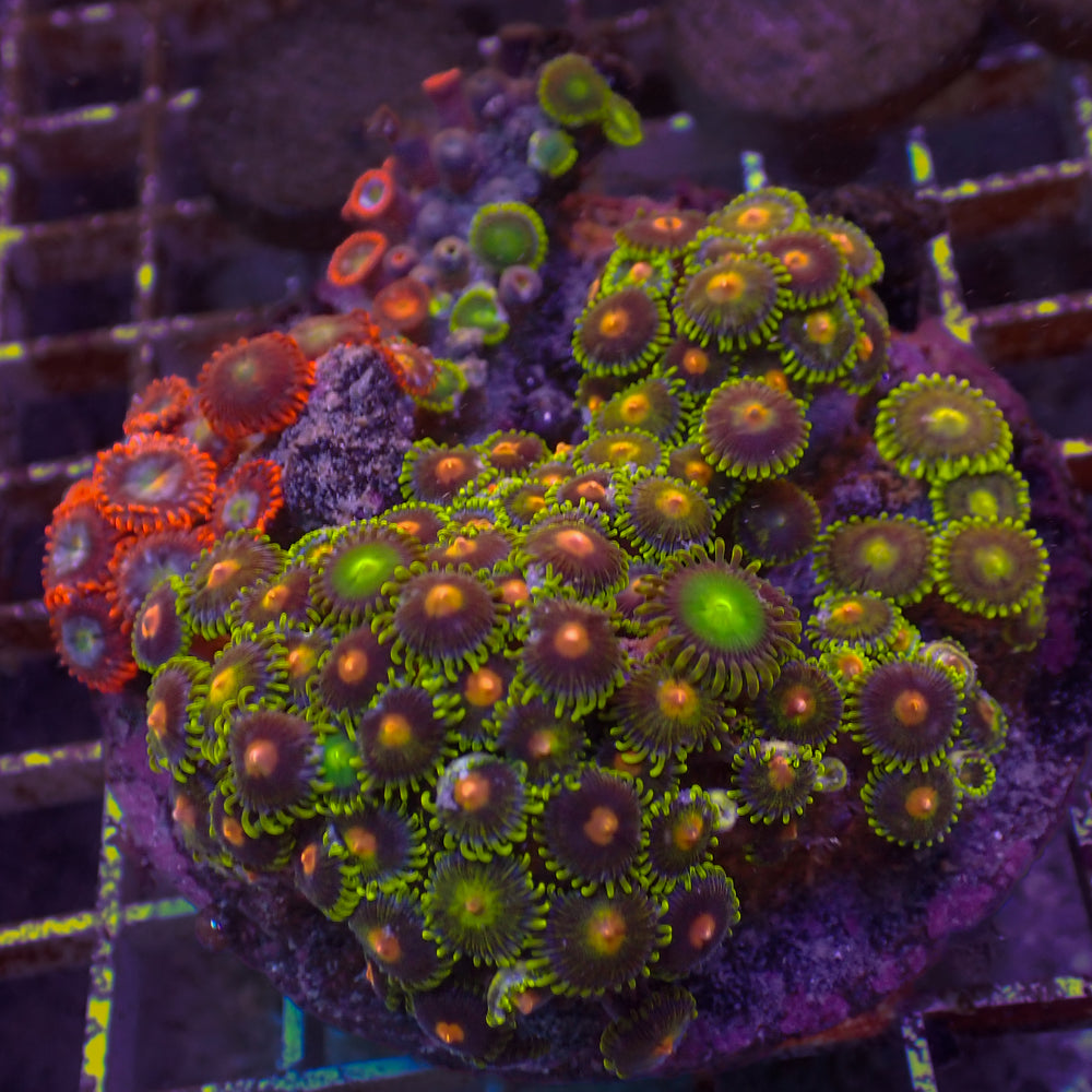 WYSIWYG Rainbow Zoa Combo Colony