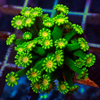 WYSIWYG Peach Eye Neon Green Alveopora Colony (0.5-1") - Corals Anonymous