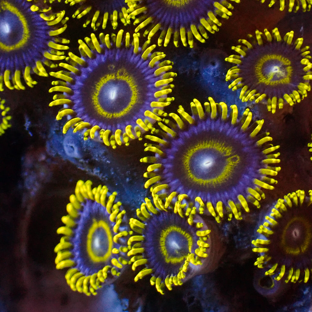 Blue Hornet Zoa (2-3 polyps) - Corals Anonymous