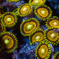 Scrambled Eggs Zoa (2-3 polyps) - Corals Anonymous
