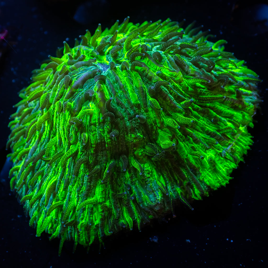 WYSIWYG Raging Hulk Helmet Plate Coral (3-4”) - Corals Anonymous